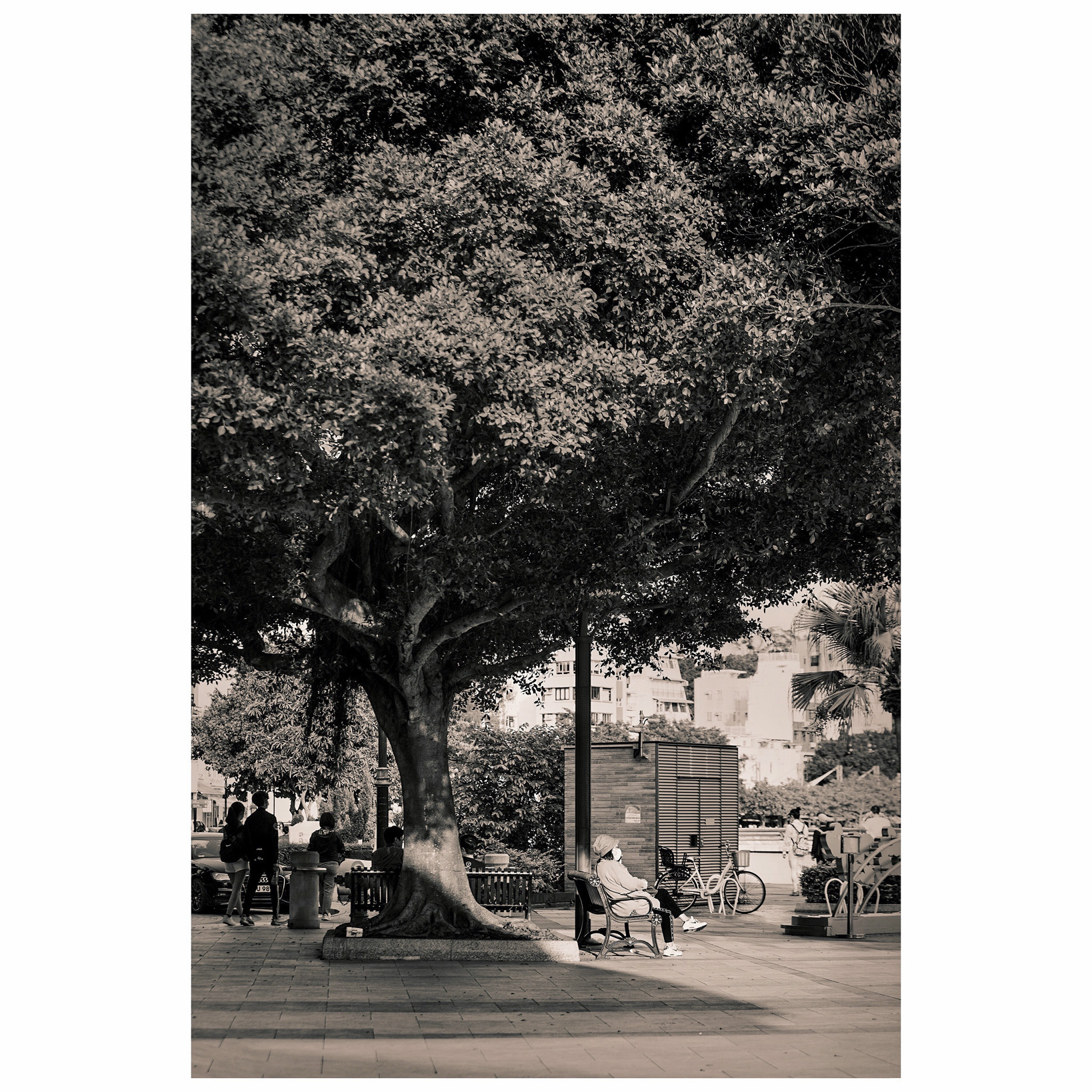 Big Tree Big Tree